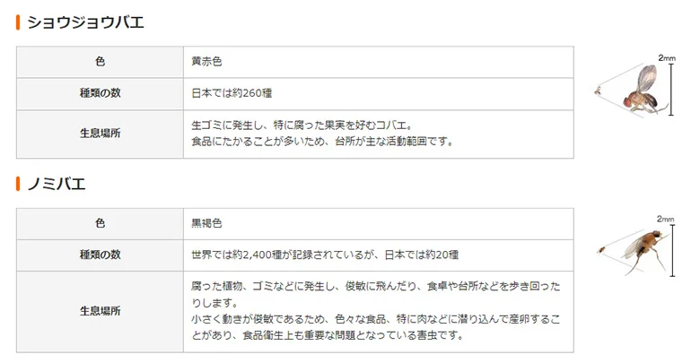 コバエホイホイより効く！超簡単コバエ撃退法[本気の駆除]